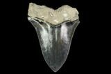 Serrated, Fossil Megalodon Tooth - Indonesia #149837-1